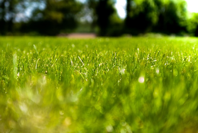 Graszaad van de Action